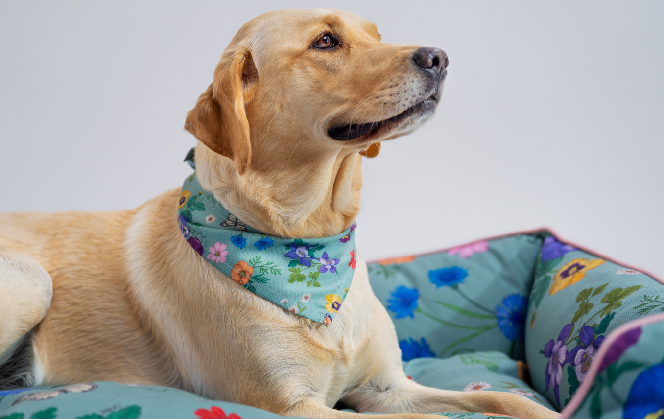 Labrador on Omlet’s Nest dog bed in Gardenia Sage