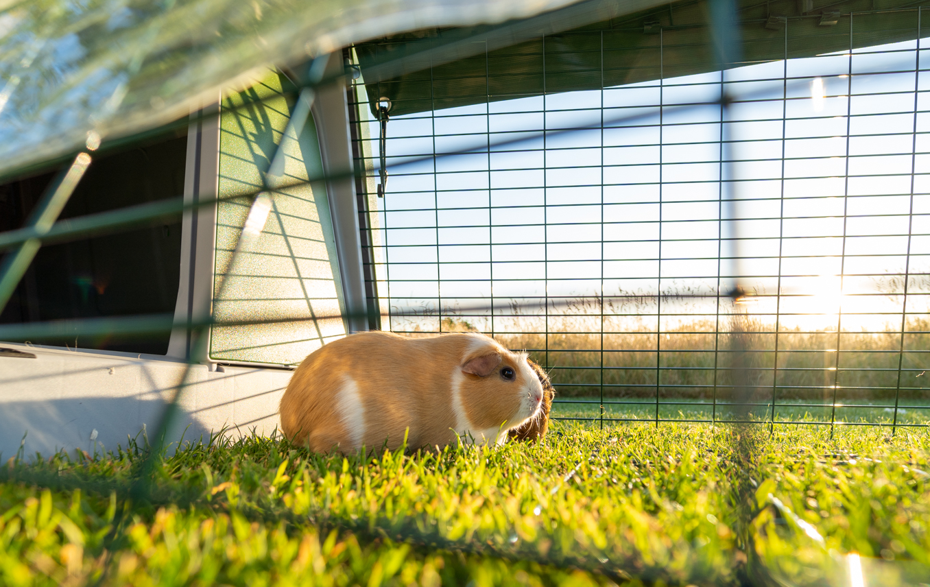 Guinea pigs in the Eglu Go Hutch run