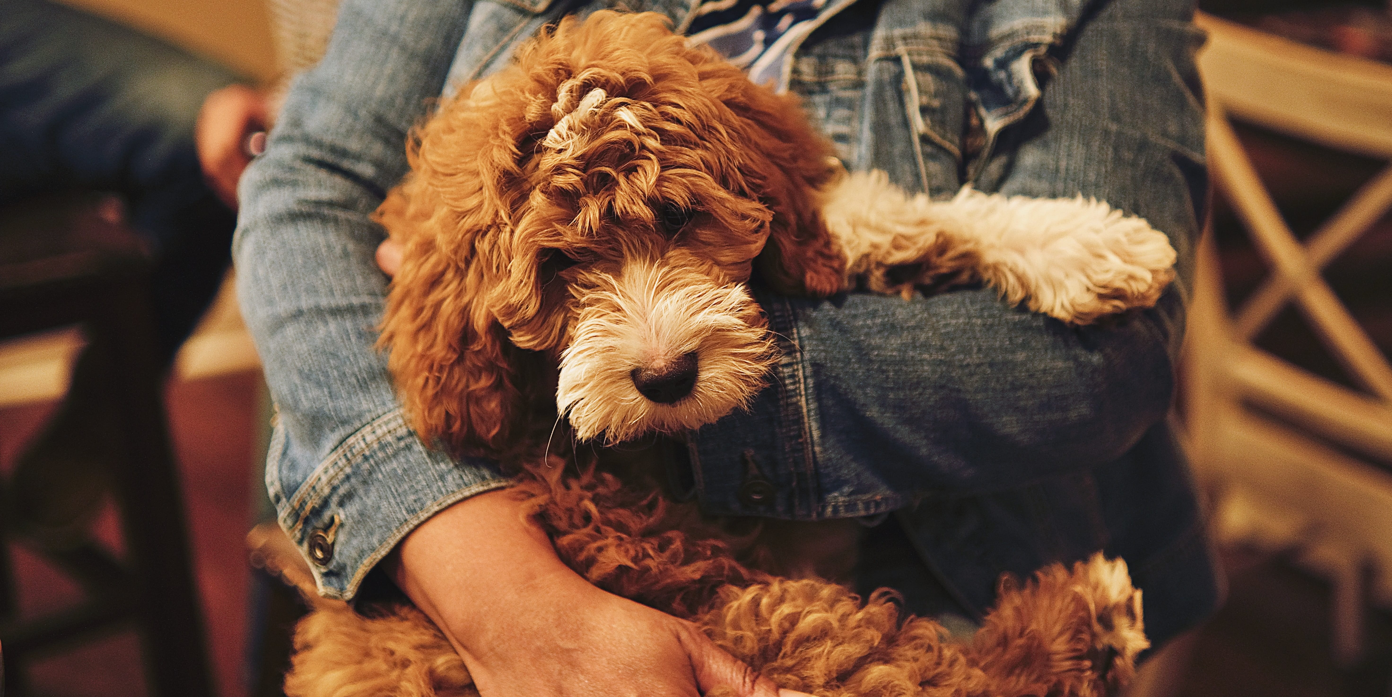 https://www.omlet.us/images/catalog/2023/08/31/Poodle-cross-being-carried.jpg