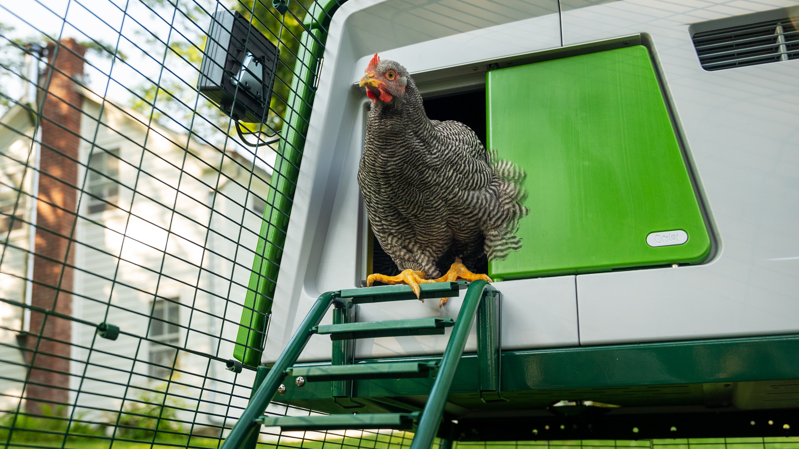 A chicken coming out of the Eglu Cube chicken coop.