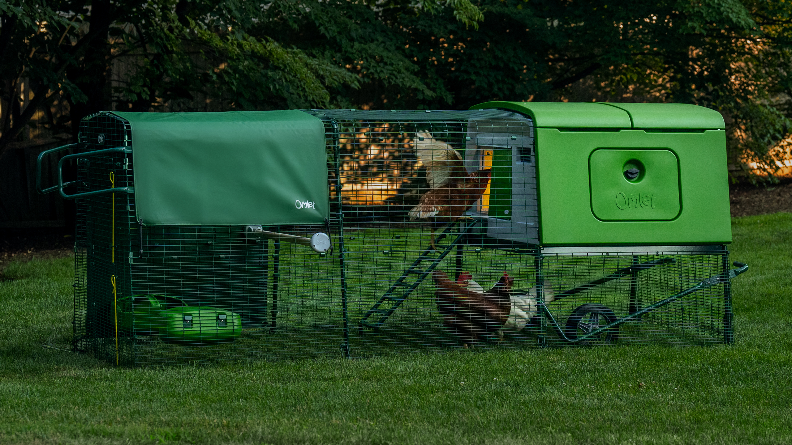 Chickens in an Eglu Cube coop run in the backyard in early morning