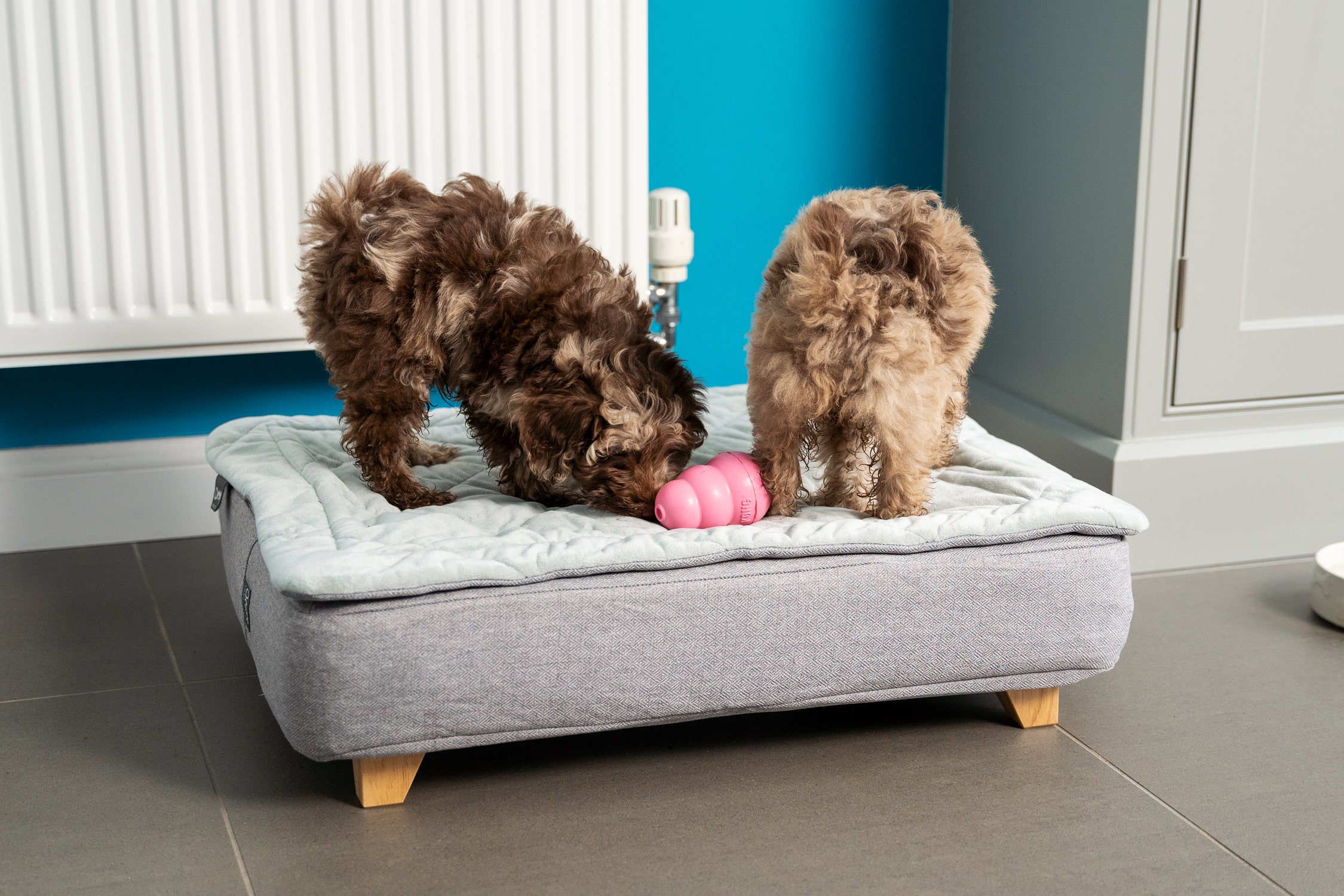 Two young puppies playing on their Omlet Topology puppy bed