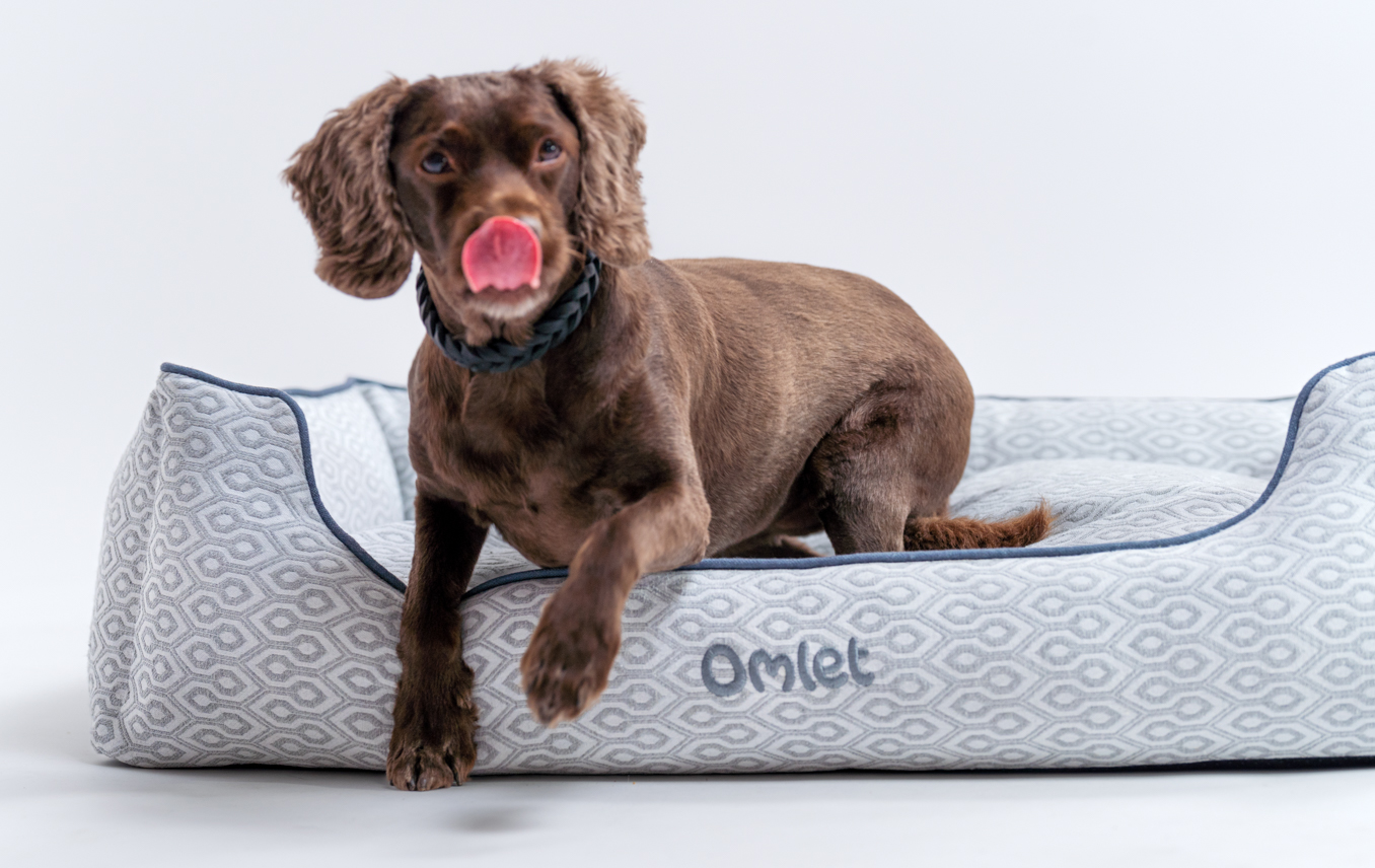 Spaniel jumping off Omlet Nest dog bed in Honeycomb Slate print, with their tongue sticking out