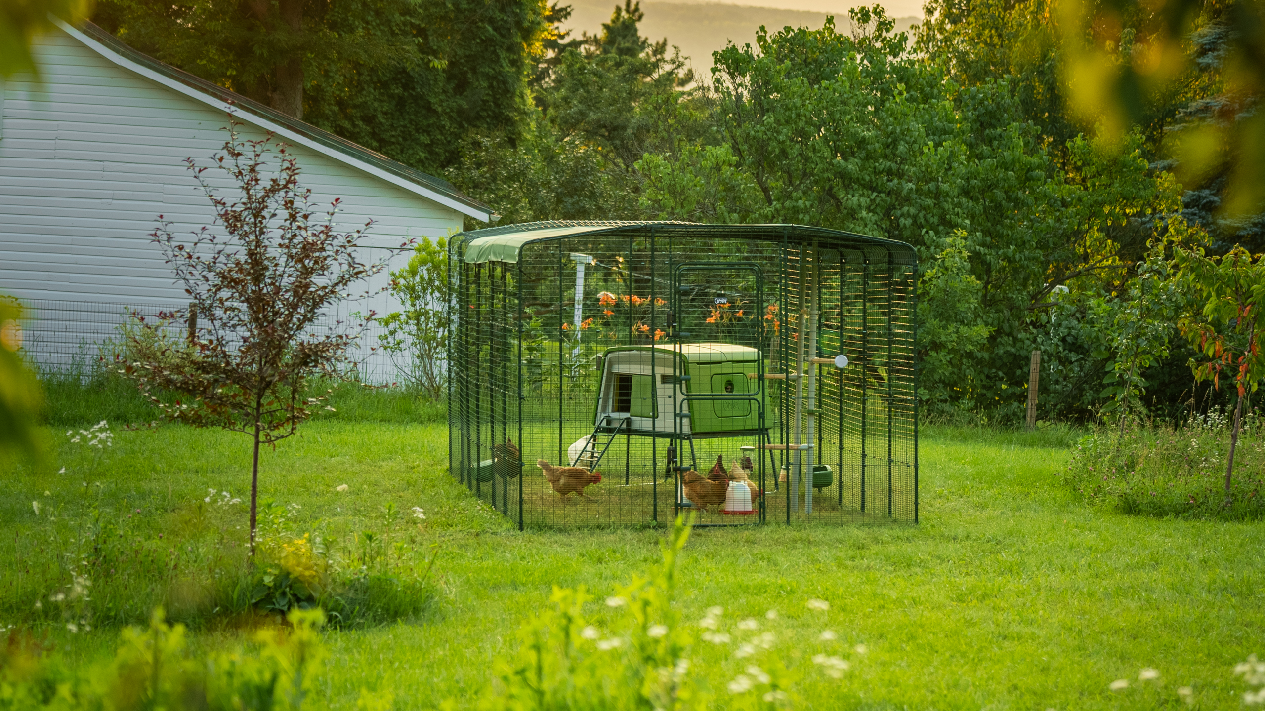 An Eglu Cube chicken coop inside a Walk In Run chicken enclosure in backyard.