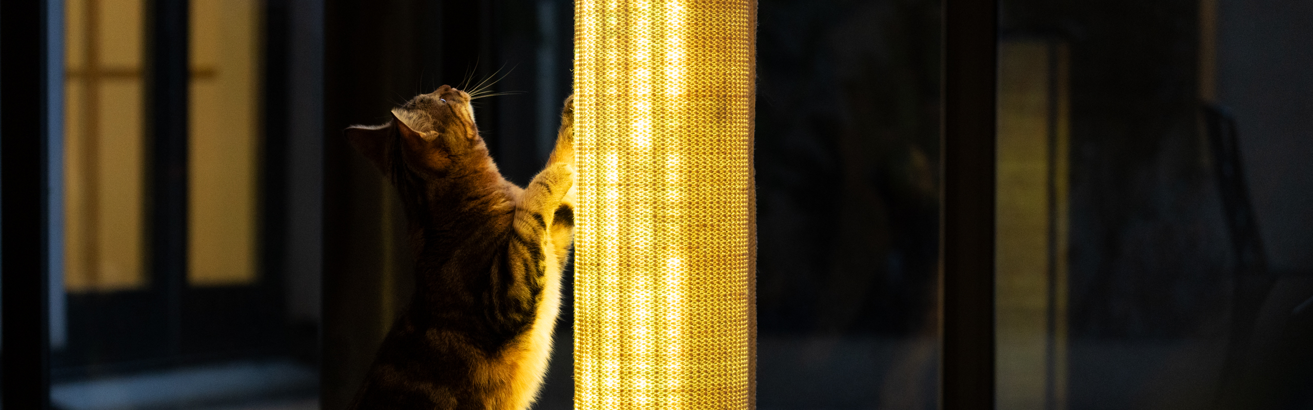 Cat fascinated with the lights of the Switch Cat Scratcher