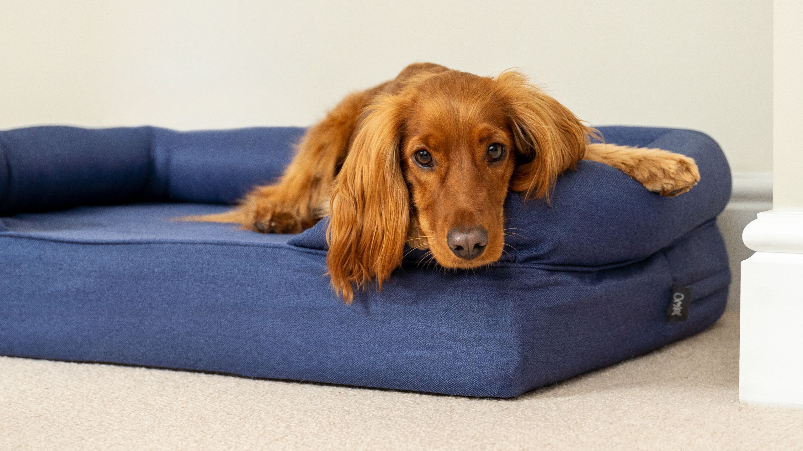 Your dog will enjoy unrivalled levels of comfort with Omlet’s Bolster Dog Bed