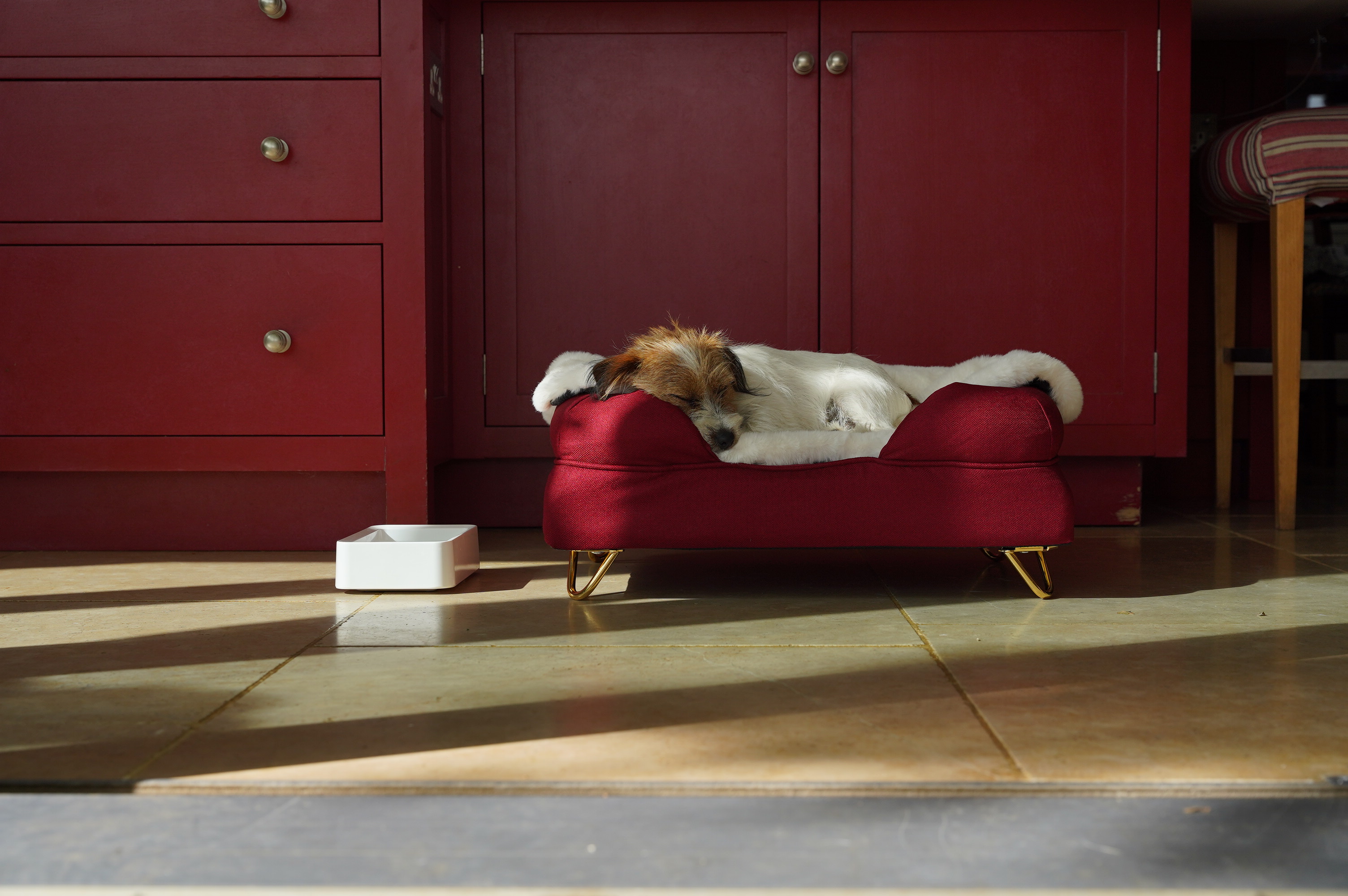 Jack Russell terrier enjoying a post-meal snooze