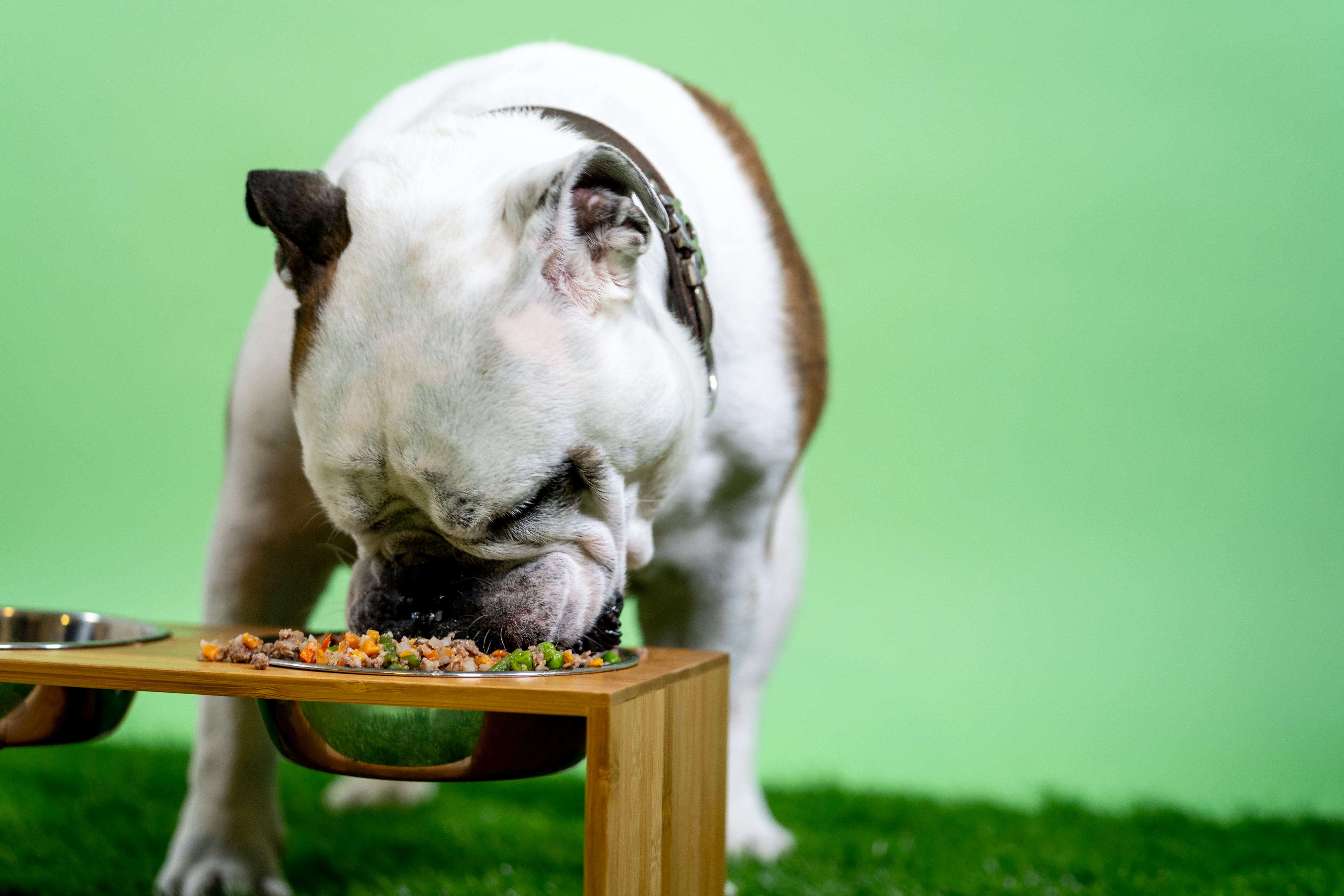 Bulldog enjoy their meal