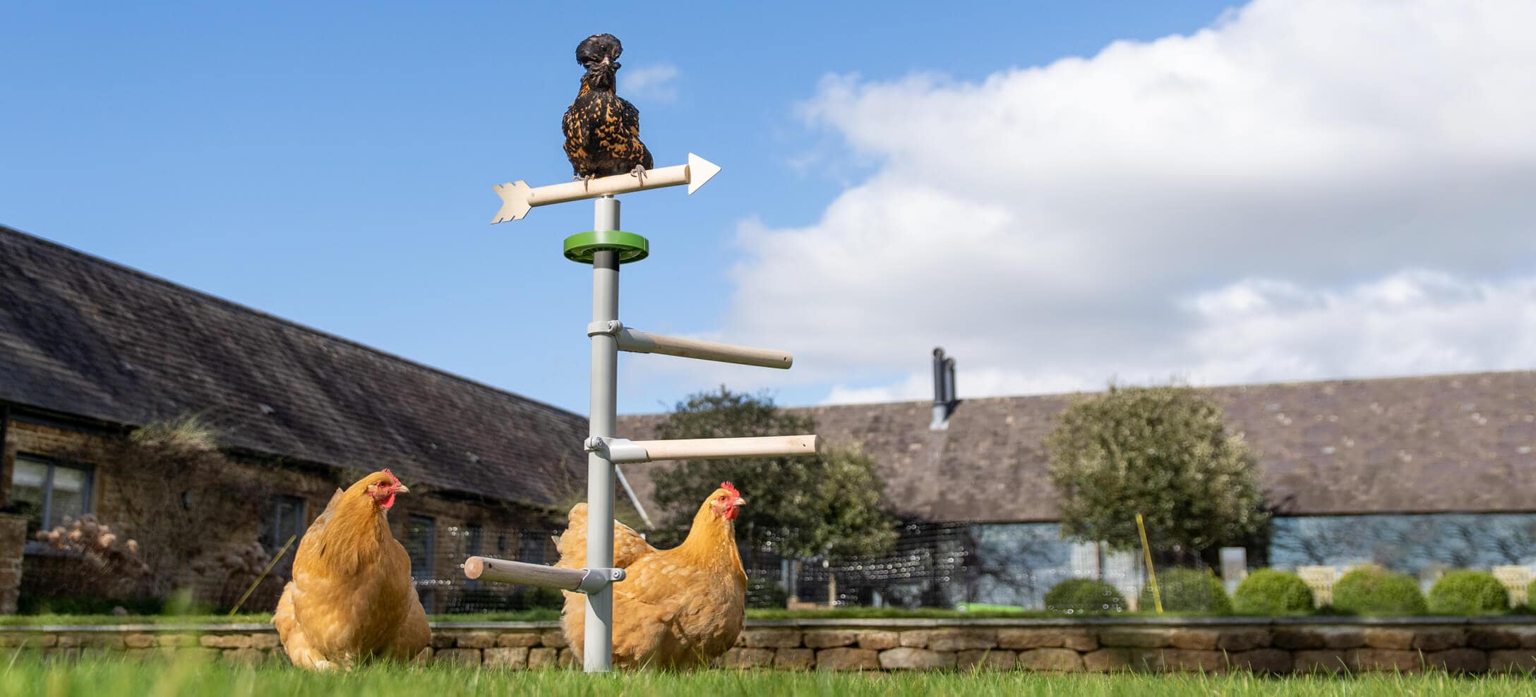 Chickens of all breeds love Omlet’s PoleTree Chicken Perch