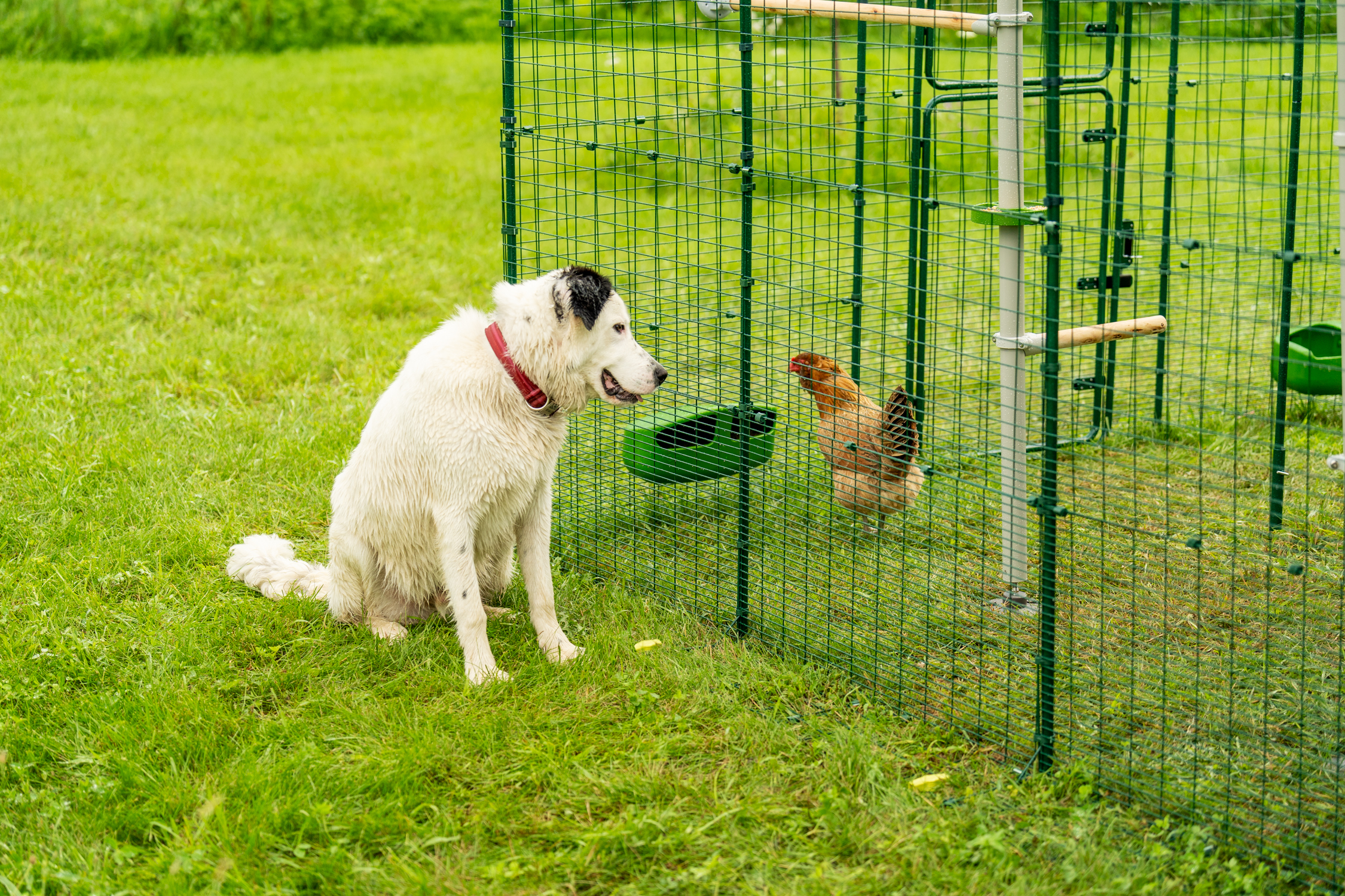 Dog looking at chicken through Omlet’s Walk In Chicken Run