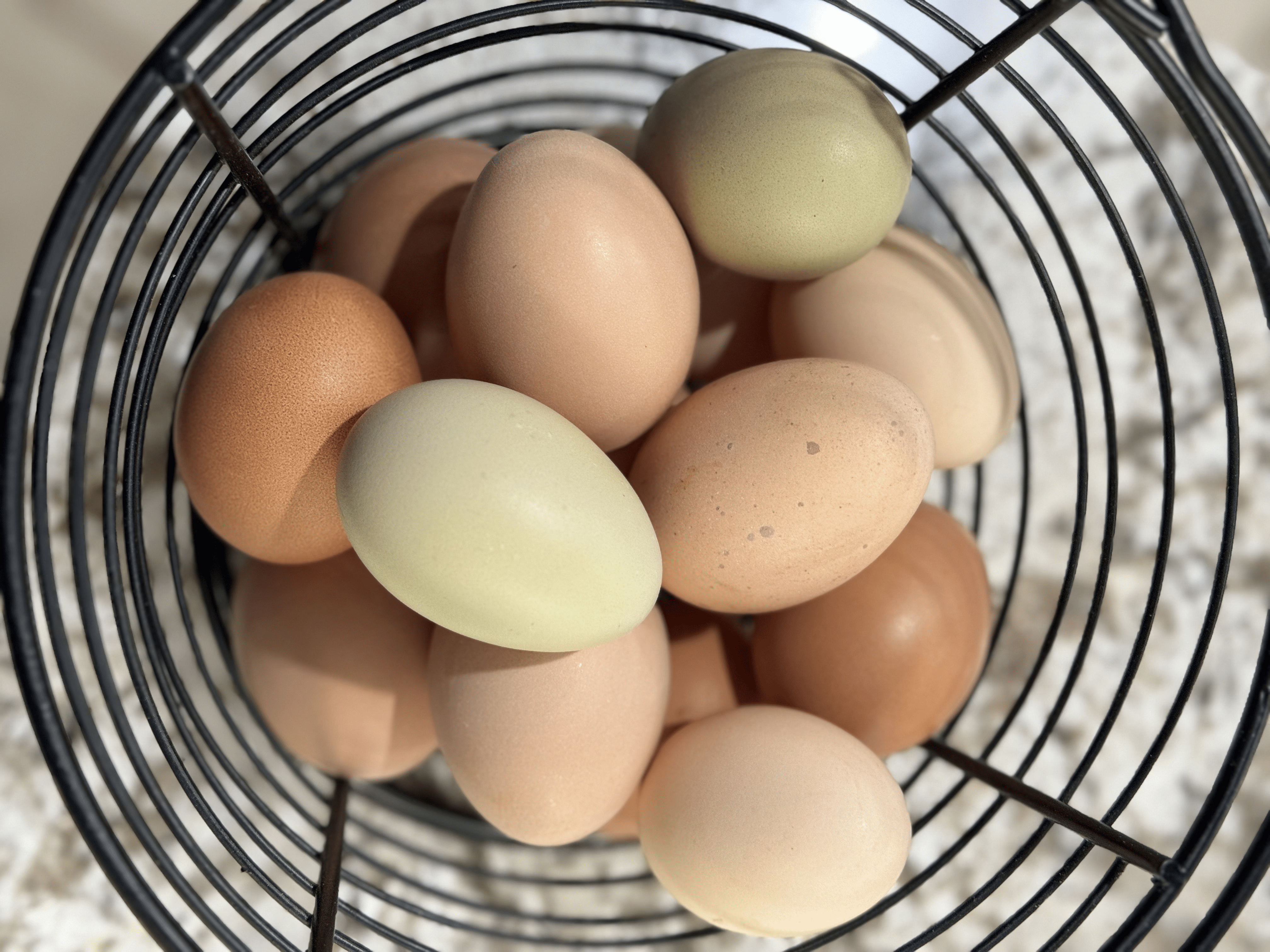 Eggs in the Little Giant Egg Basket