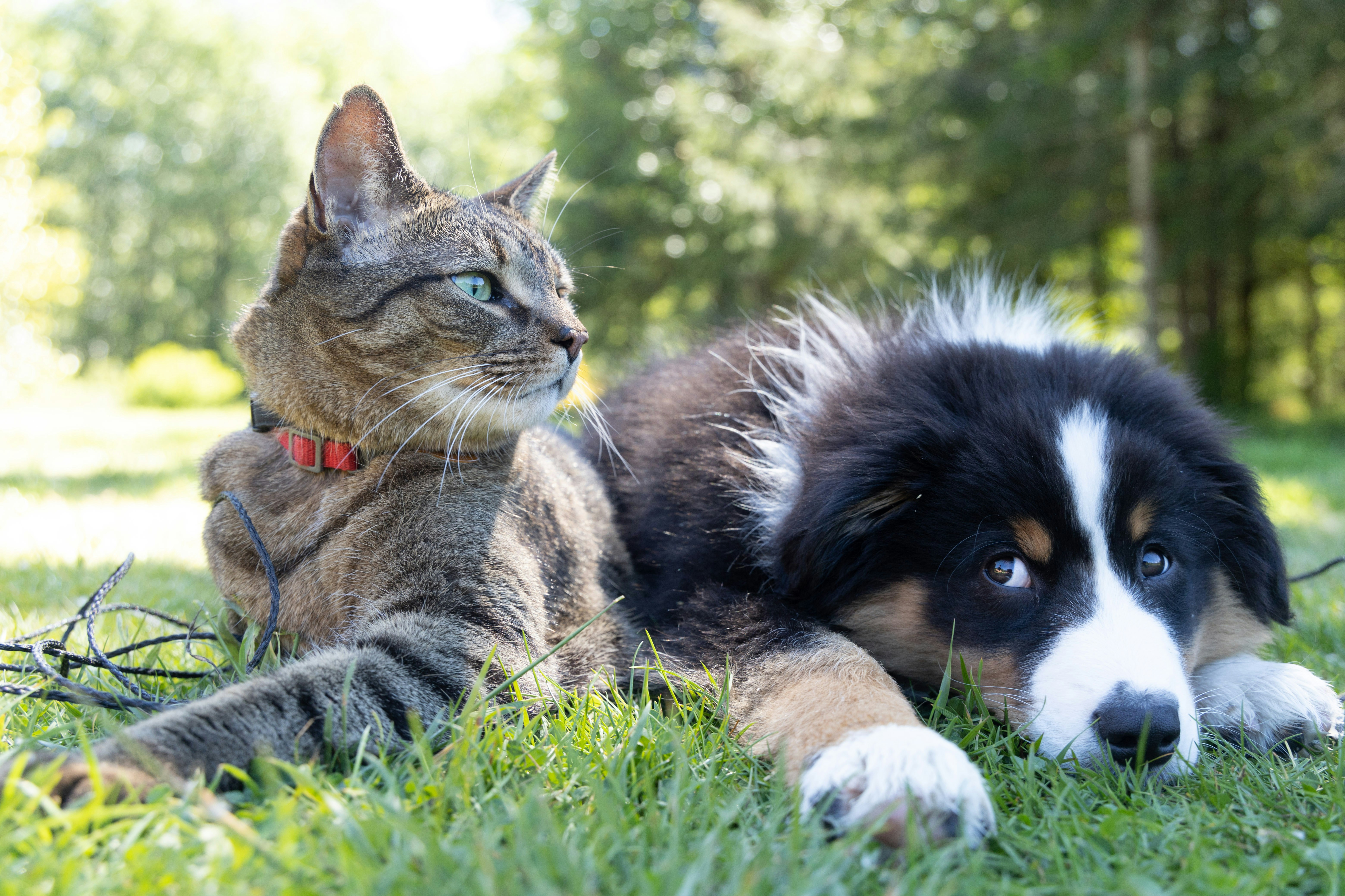 Cat and dog lying together outside