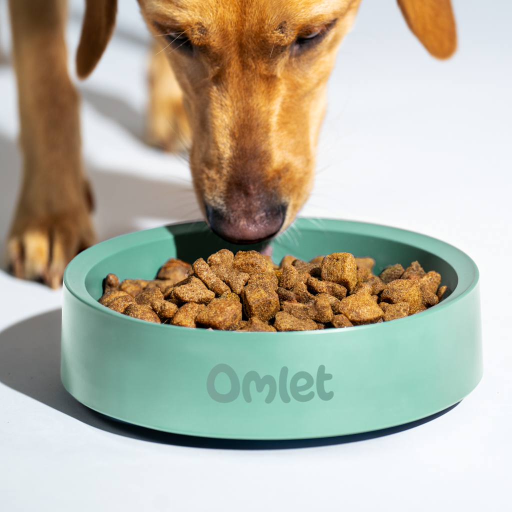 Labrador retriever eating food from an Omlet dog bowl in sage green.