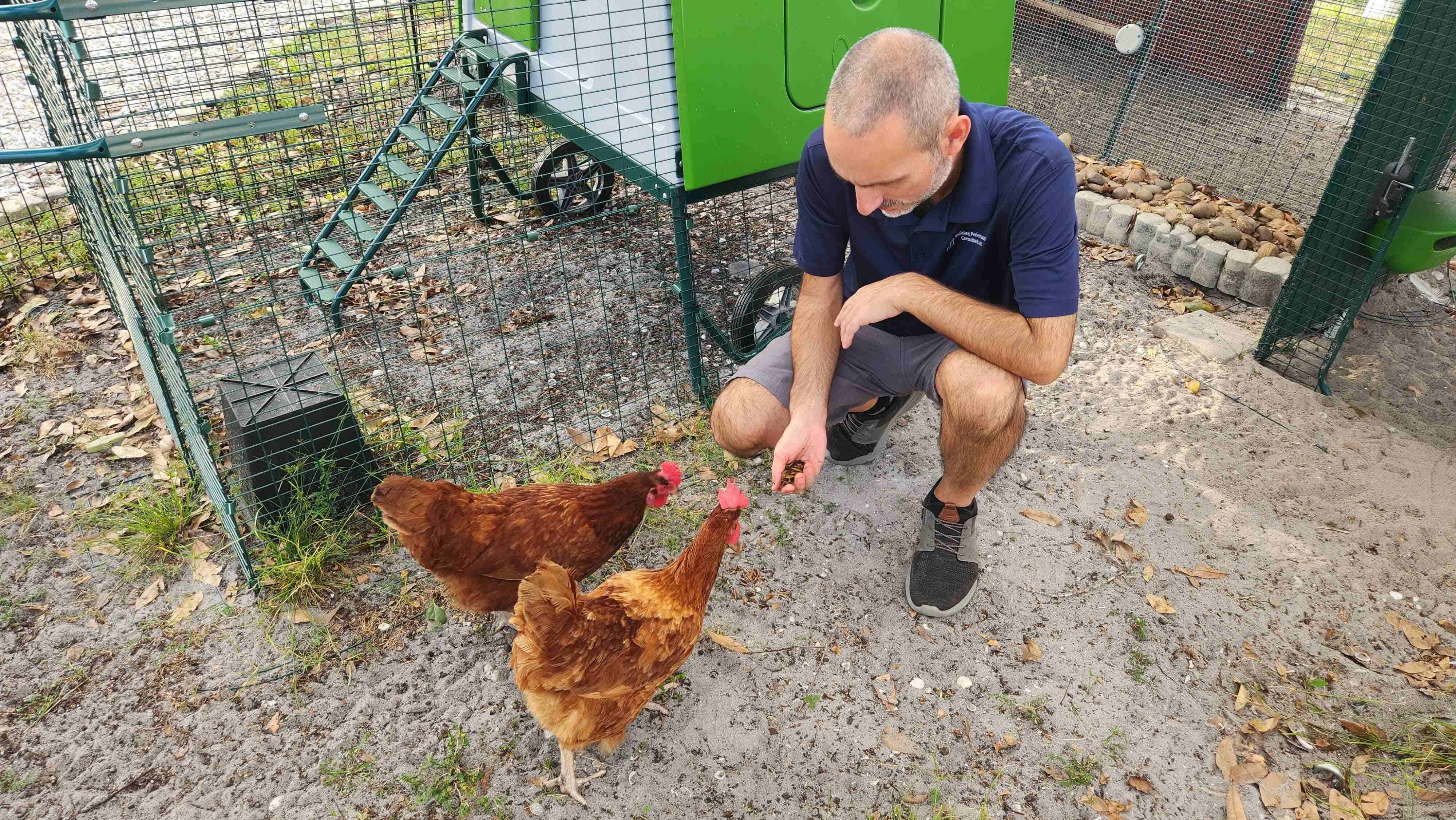 Man crouched down to feed his chickens next to spacious Eglu Cube Chicken Coop with Run in Florida.