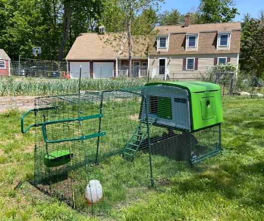 Large Eglu Cube Chicken Coop with run in a backyard in New Hampshire.
