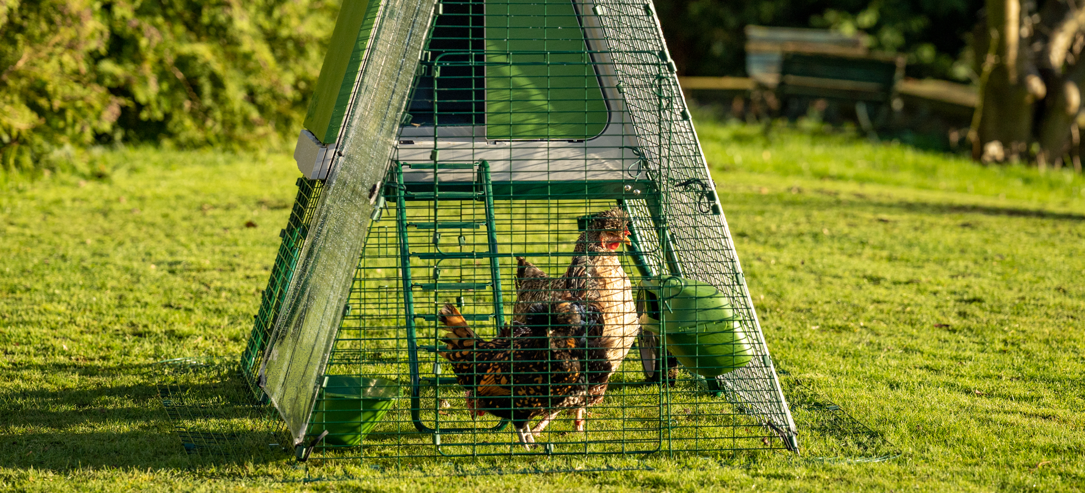 Hens inside Eglu Go UP raised chicken coop run.