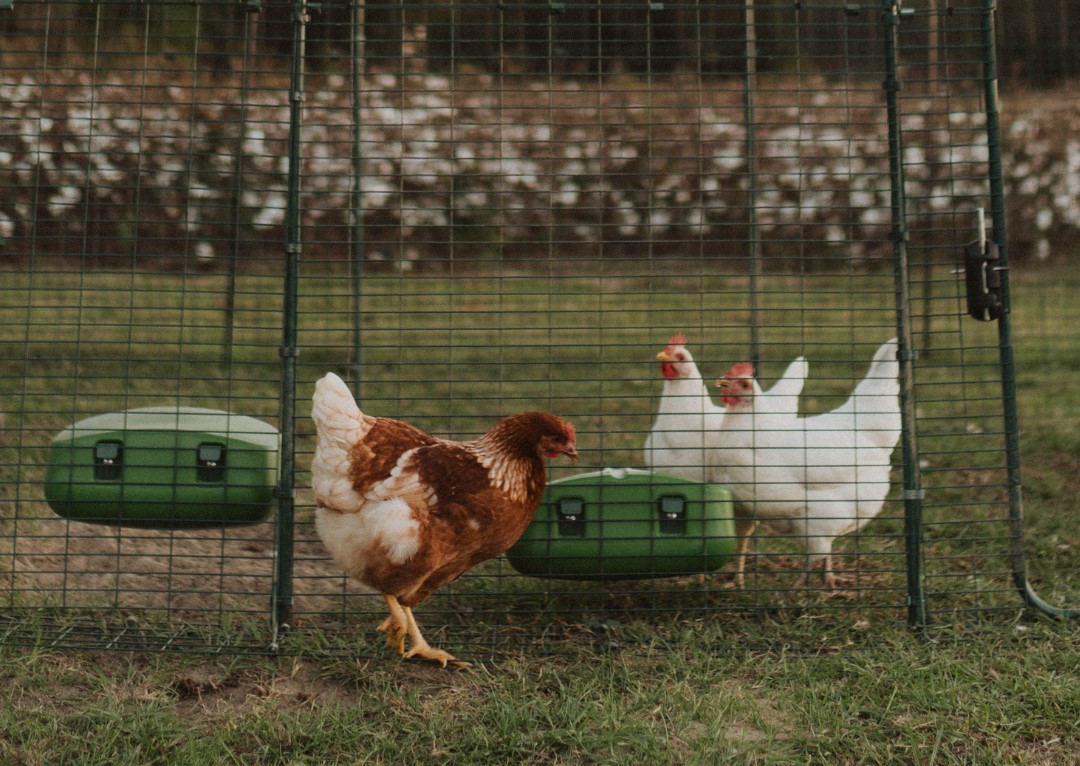 Close up of chickens inside large Omlet Walk In Run with feeders and drinkers in North Carolina.