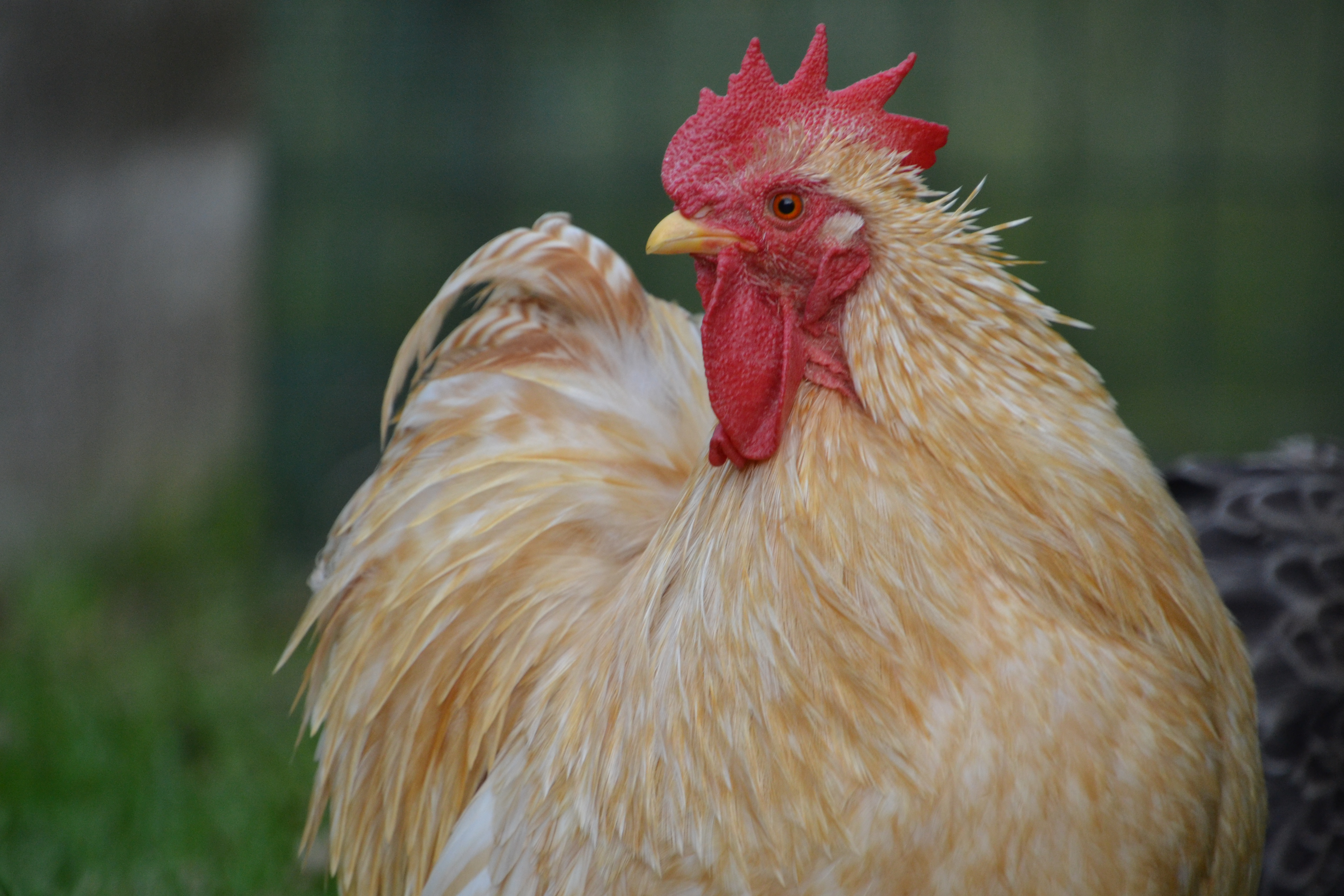 Close up of a chicken looking to the left.