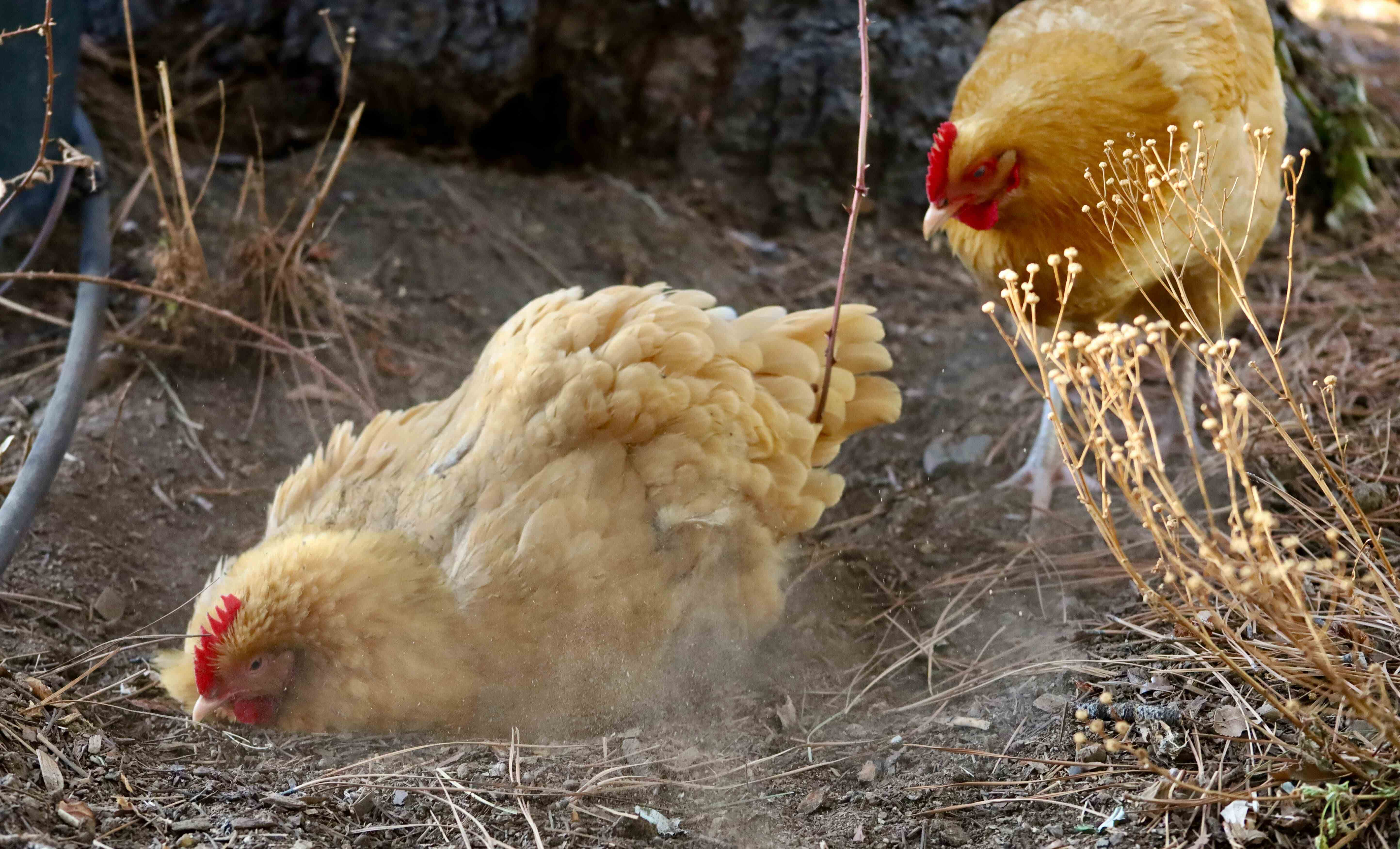 Two chickens having a dust bath.