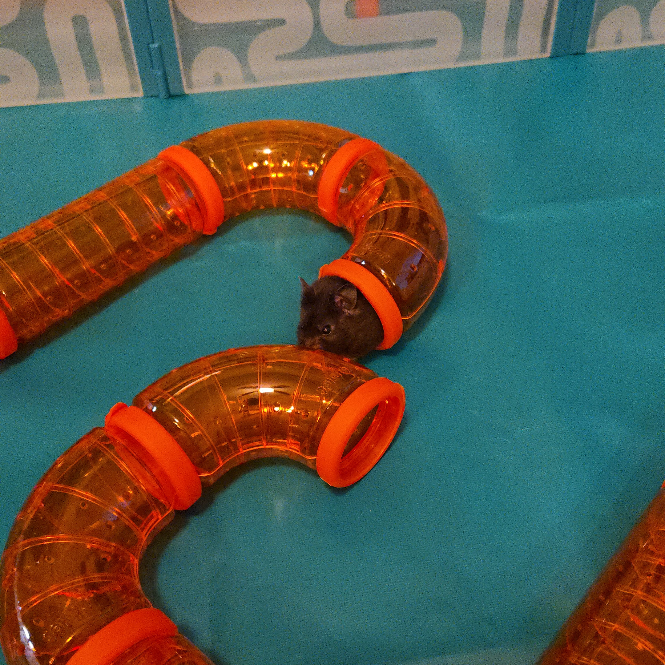 Advanced Hamster Tunnels Kit | Omlet