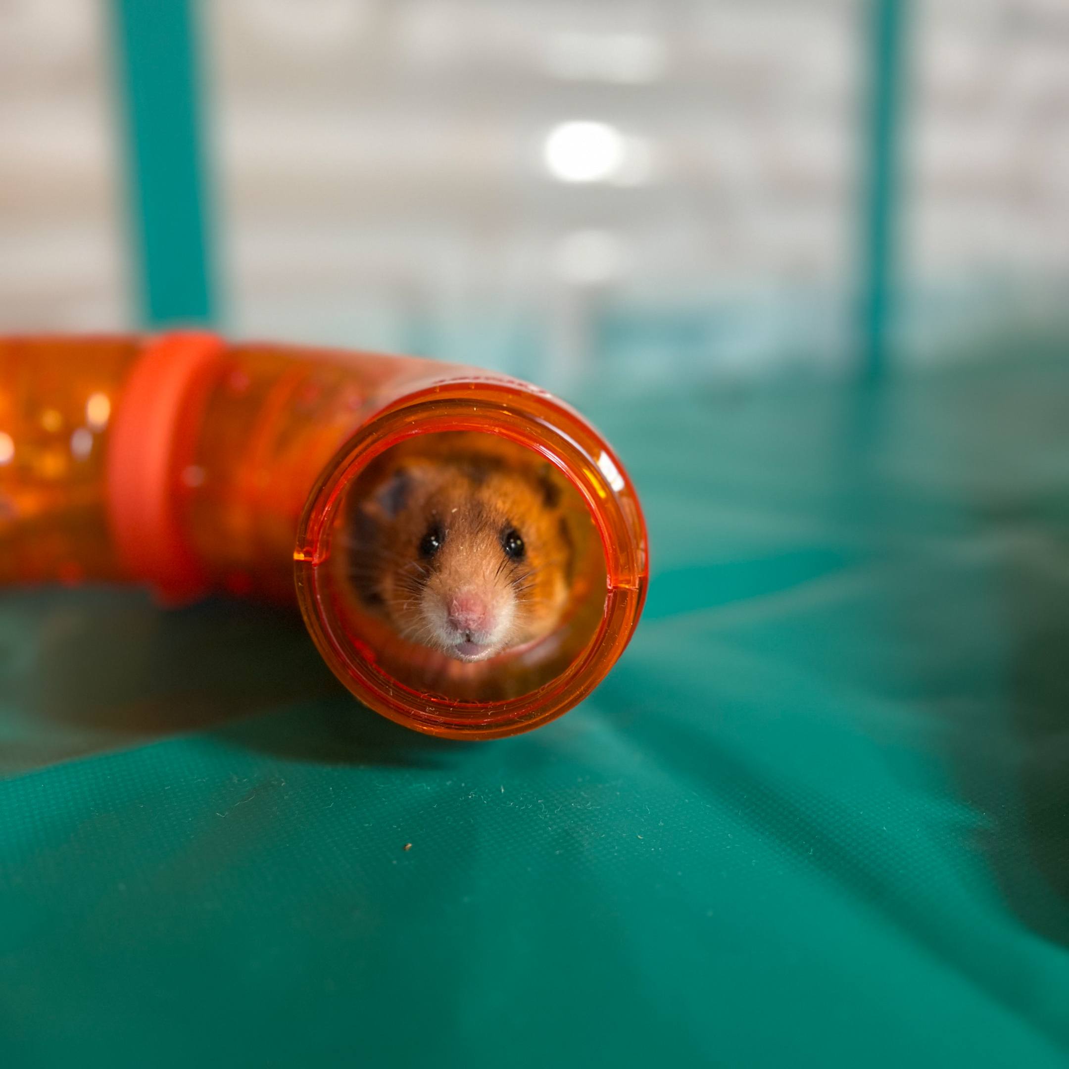 Illustration of Hamster Accessories Tunnels Connectors