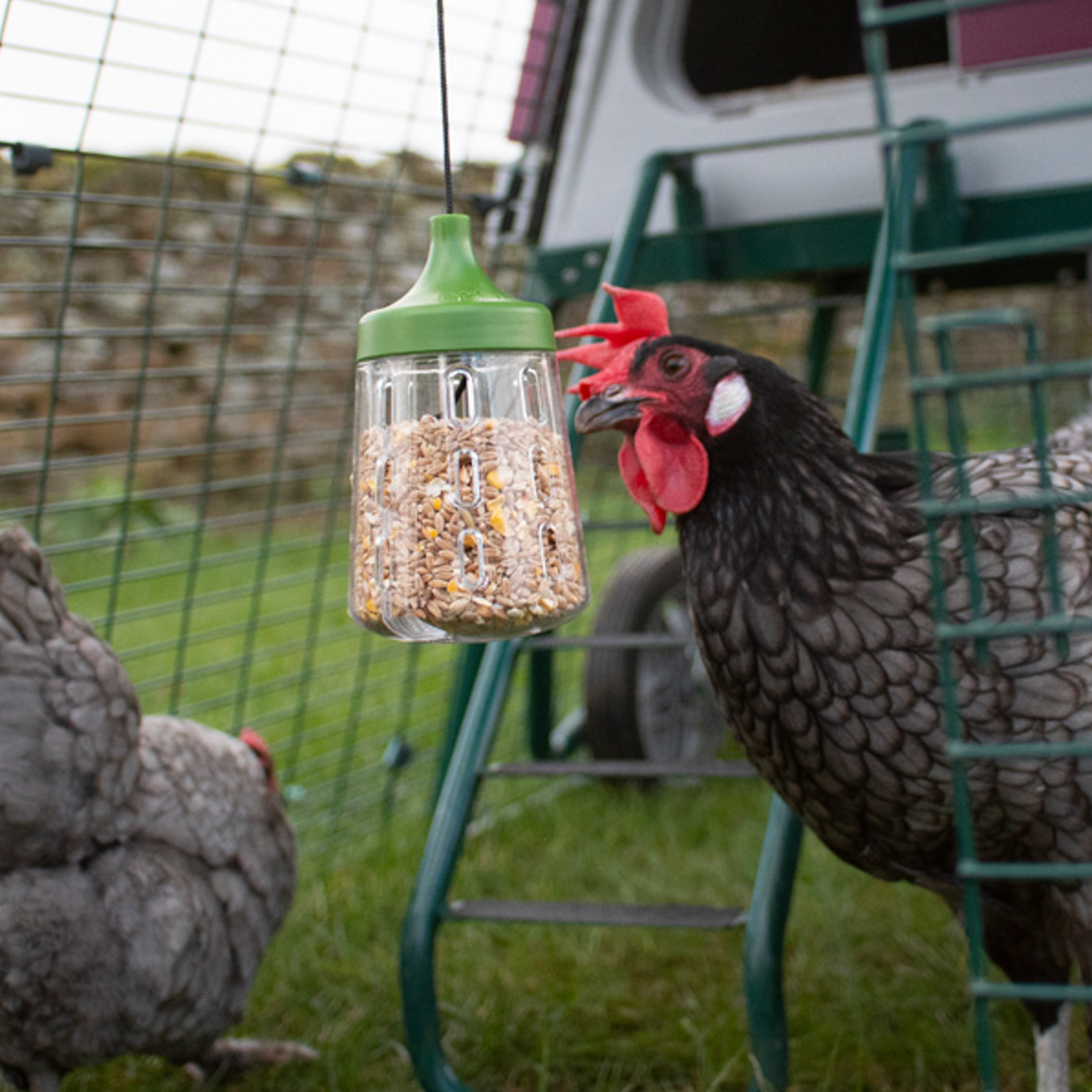 Pendant Chicken Peck Toy Omlet