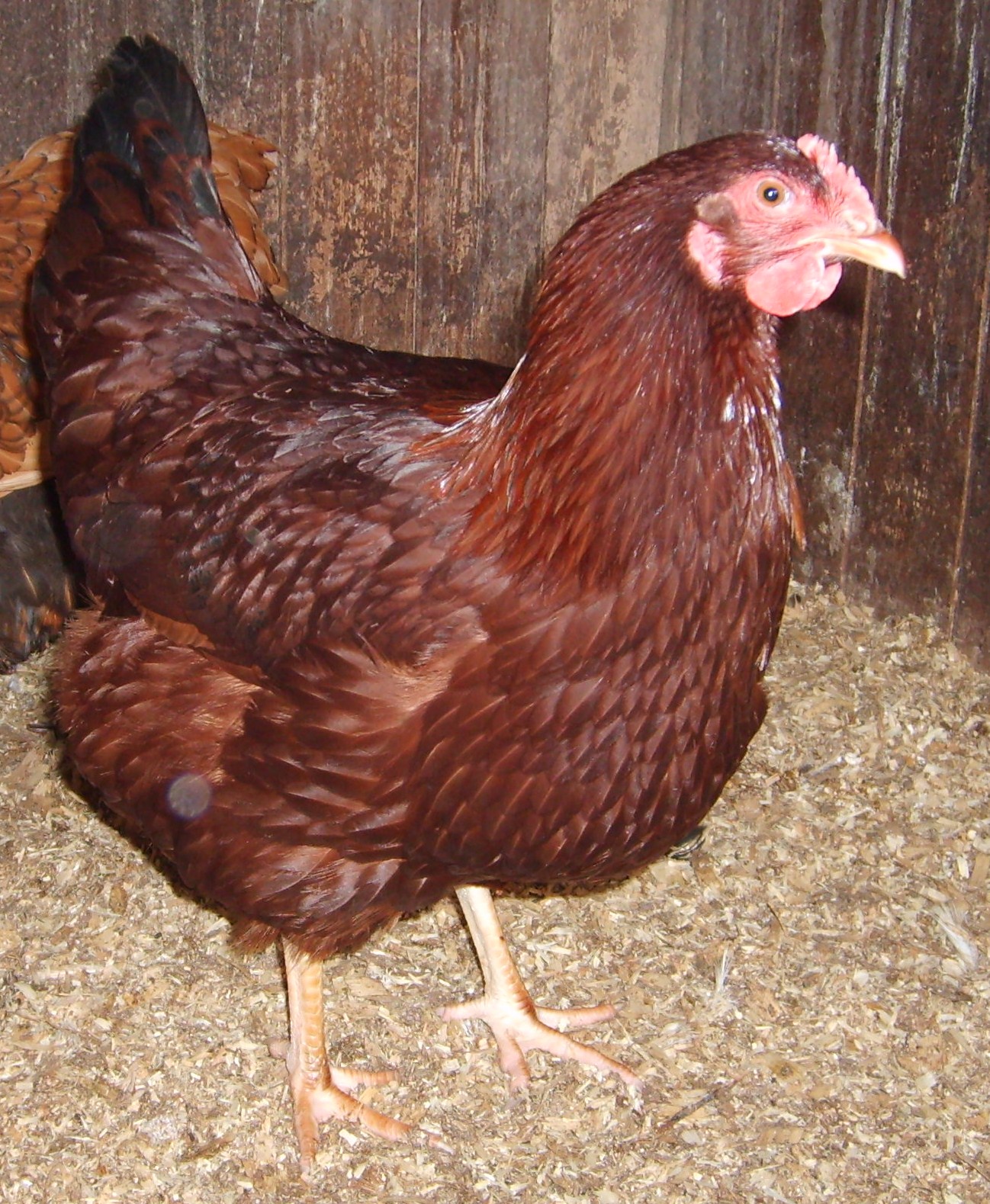 Rhode Island Red For Sale Chickens Breed Information Omlet