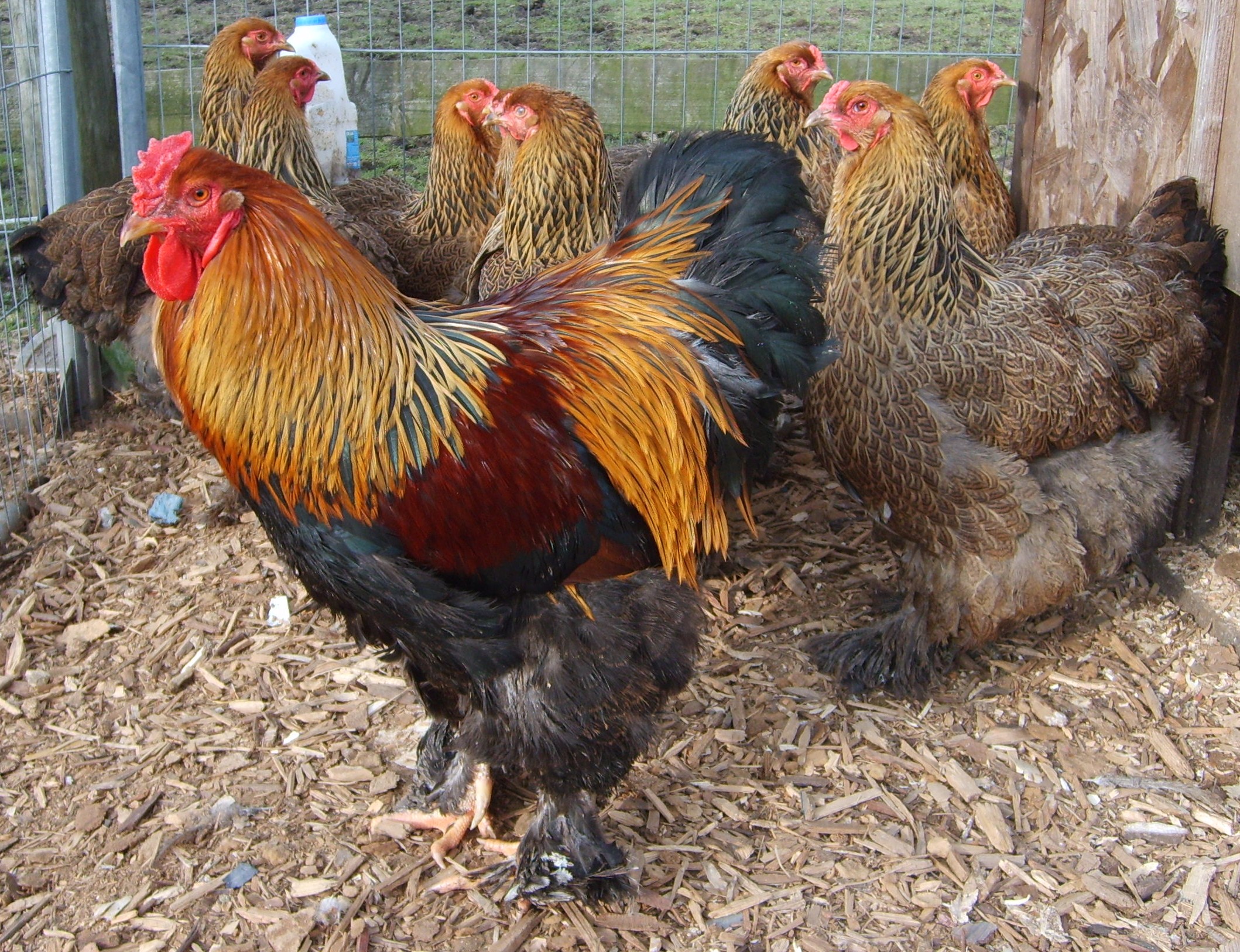Brahma For Sale Chickens Breed Information Omlet