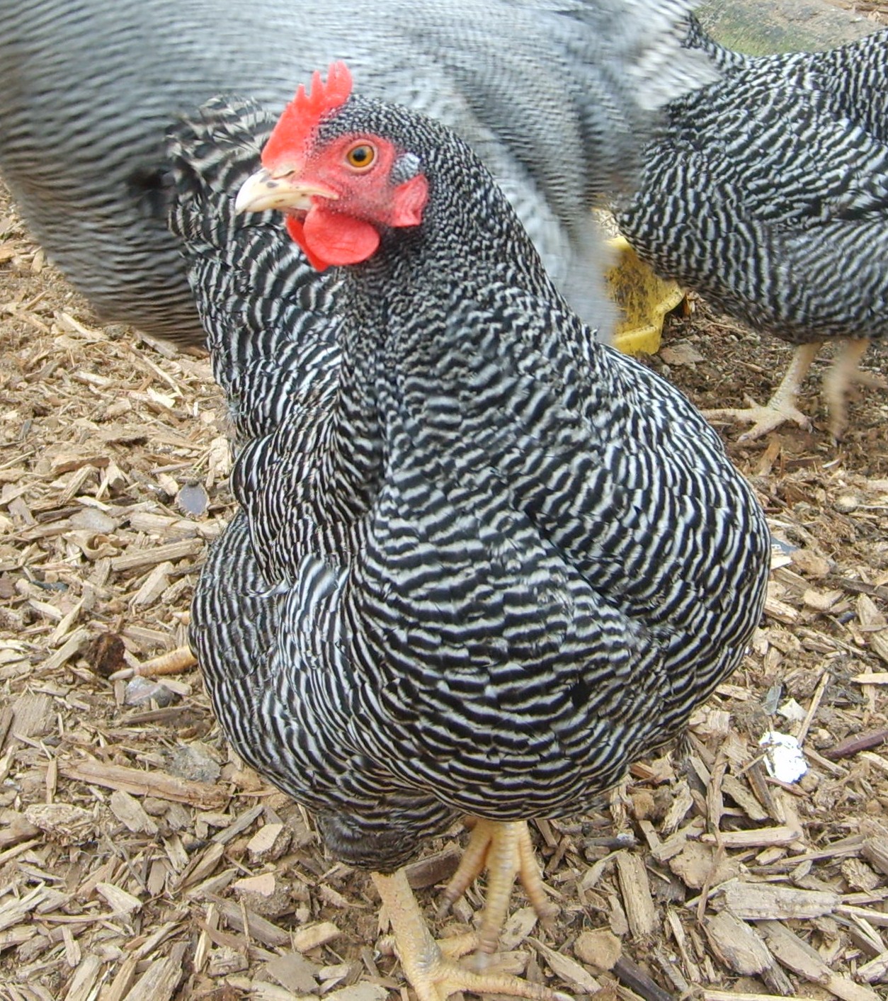 Plymouth Rock For Sale Chickens Breed Information Omlet