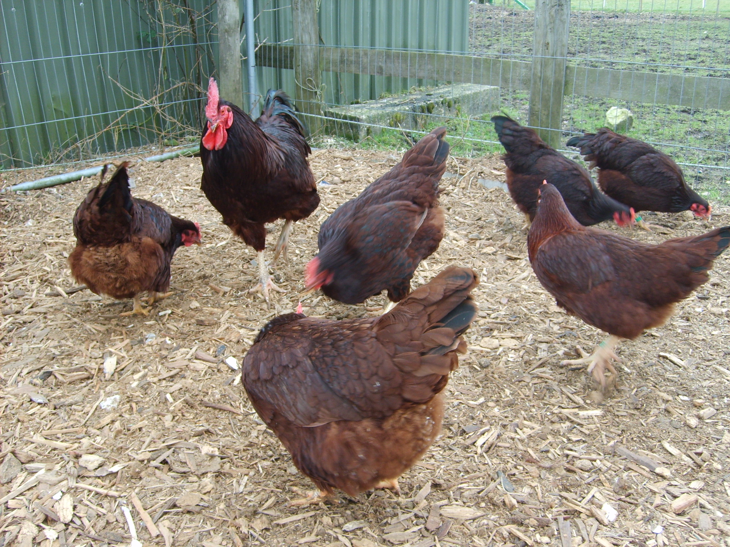 Rhode Island Red For Sale Chickens Breed Information Omlet
