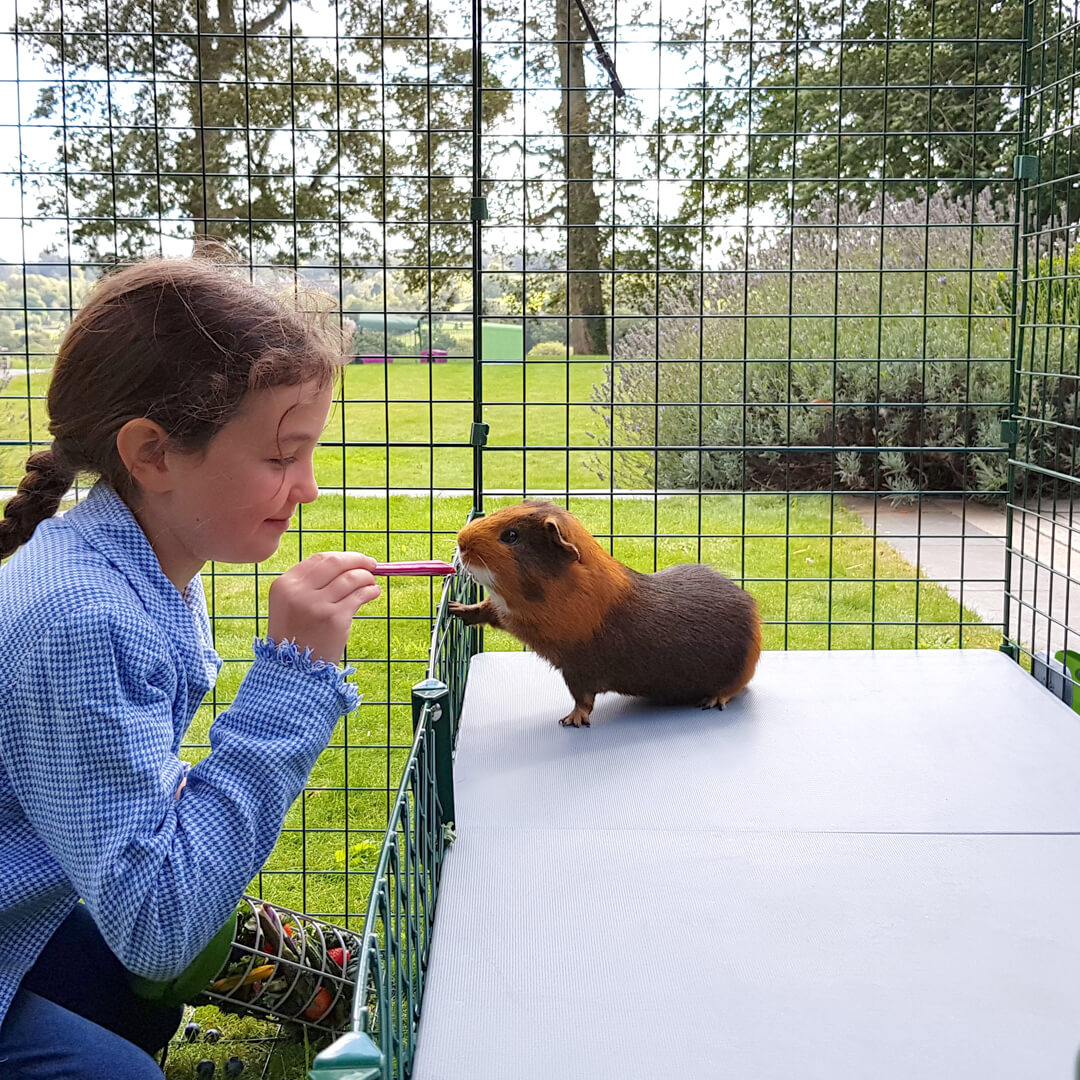 Zippi Guinea Pig Platforms - 1 panel extension kit | Omlet