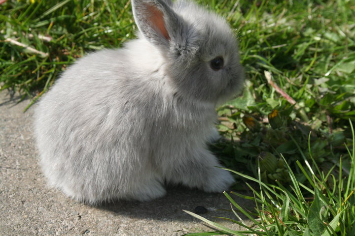 Dwarf Lop For Sale Rabbits Breed Information Omlet