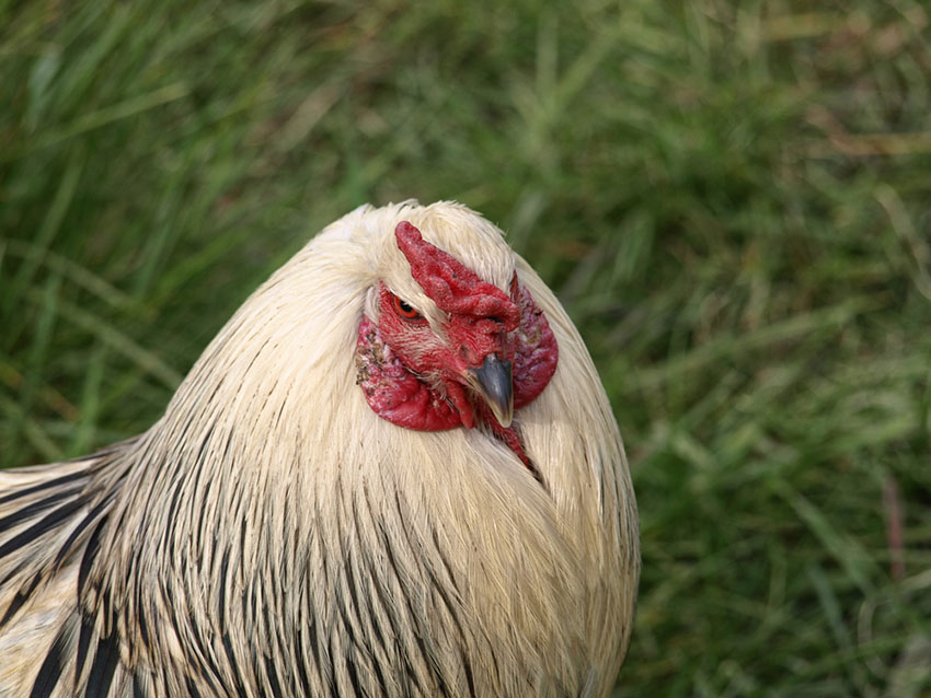 Ameraucana hen head