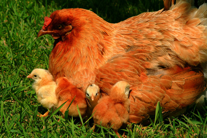 Araucana and chicks