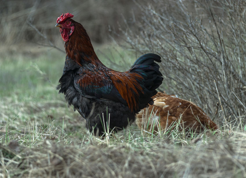 Barnevelder hen