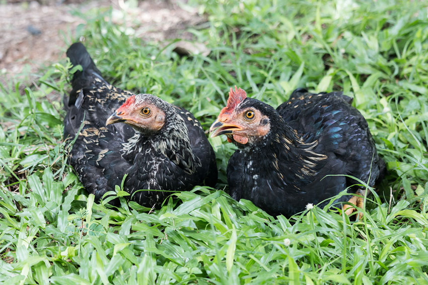 Barnevelder hens resting in garden