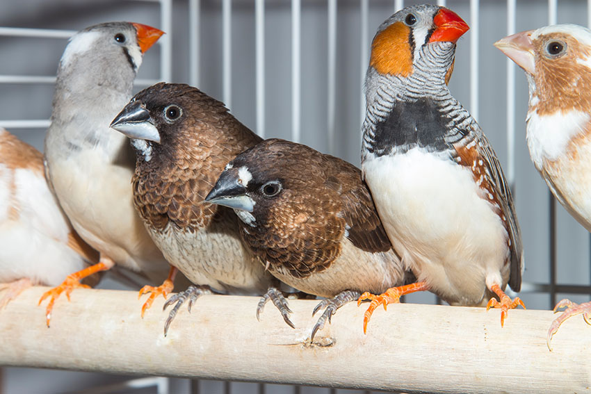 Zebra and Bengalese Finches