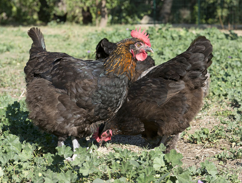 Black Maran hens
