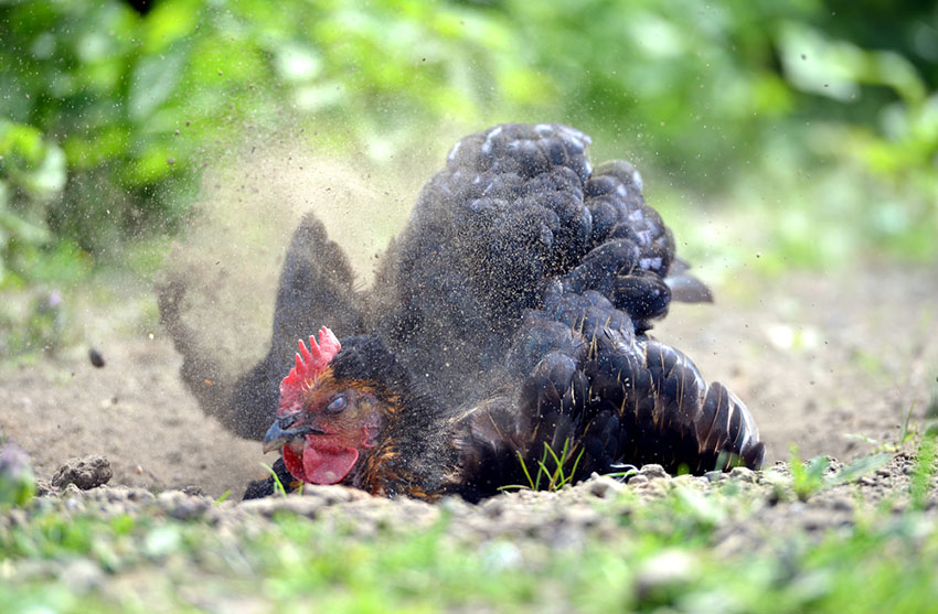 Black Rock hen dust bath