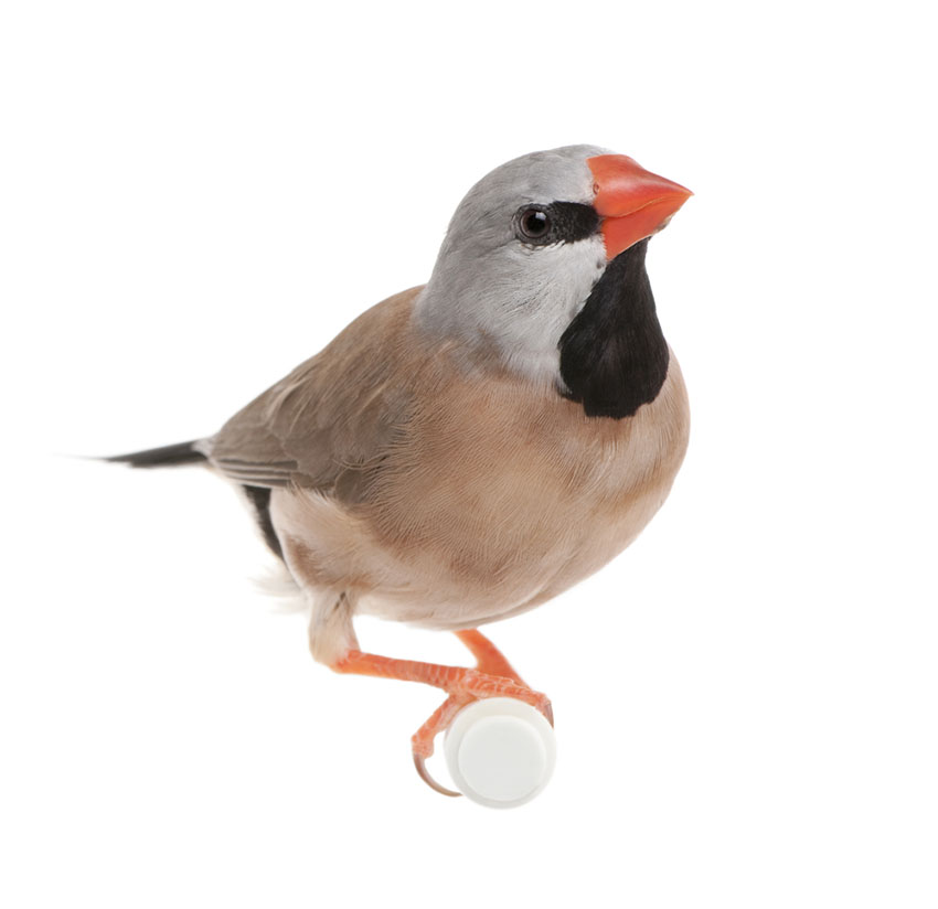 Black-throated finch