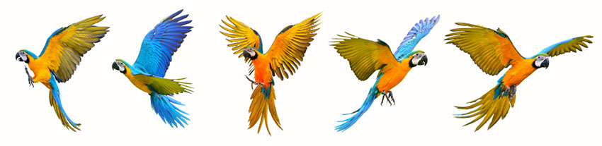 Blue and Yellow macaws