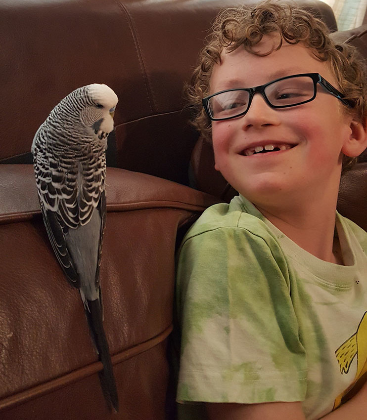 parakeet and boy