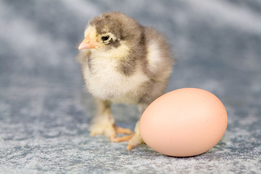A Brahma chick next to an unhatched egg