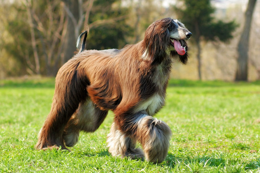 Breeds Afghan Hound walking in park