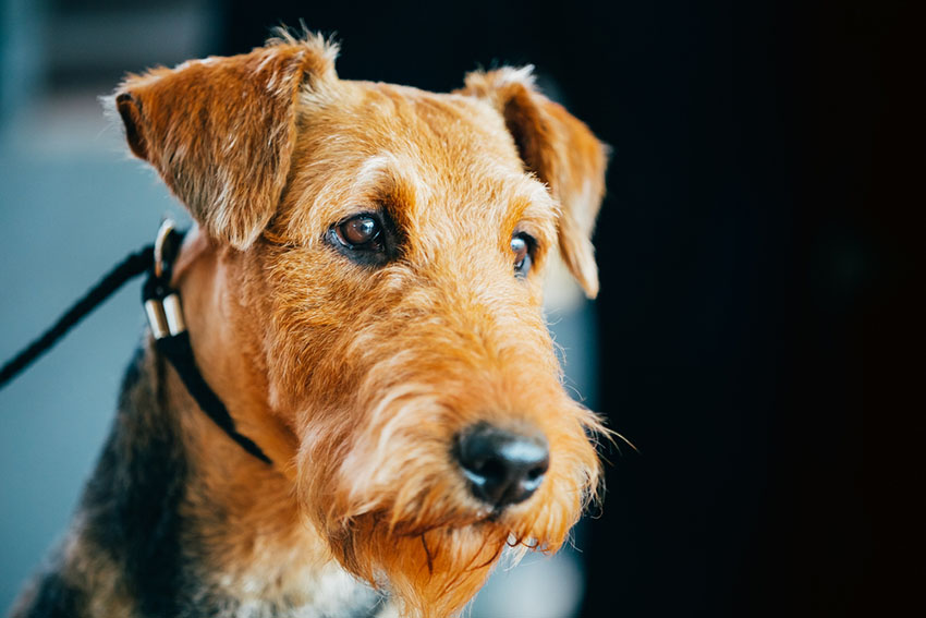Breeds Airedale Terrier