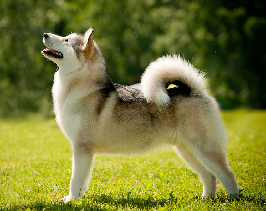 Breeds Alaskan malamute