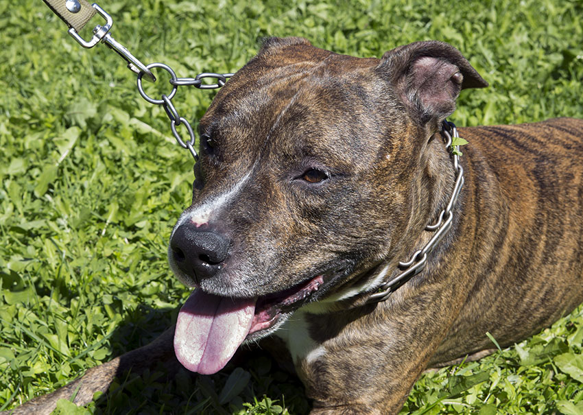 Breeds American Staffordshire Terrier striped dog