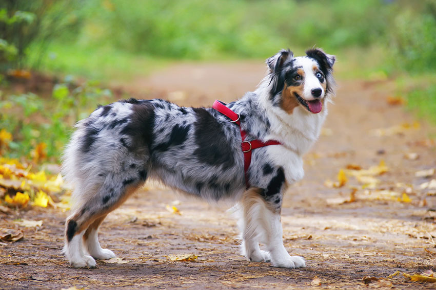 Breeds Australian Shepherd with harness