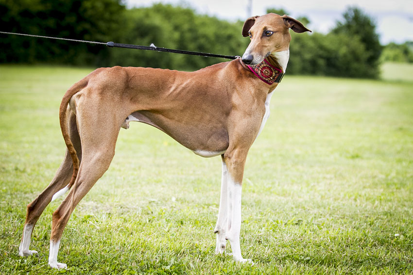 Breeds Azawakh