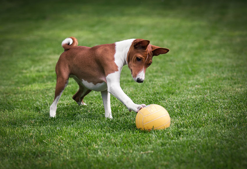 Breeds Basenji hypoallergenic dog playing ball on lawn